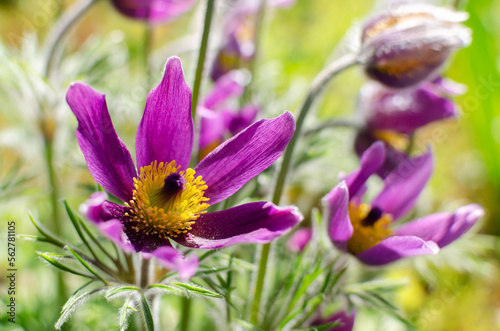 Close up of a lilac flower of spring pasque flowers (Pulsatilla) on a background