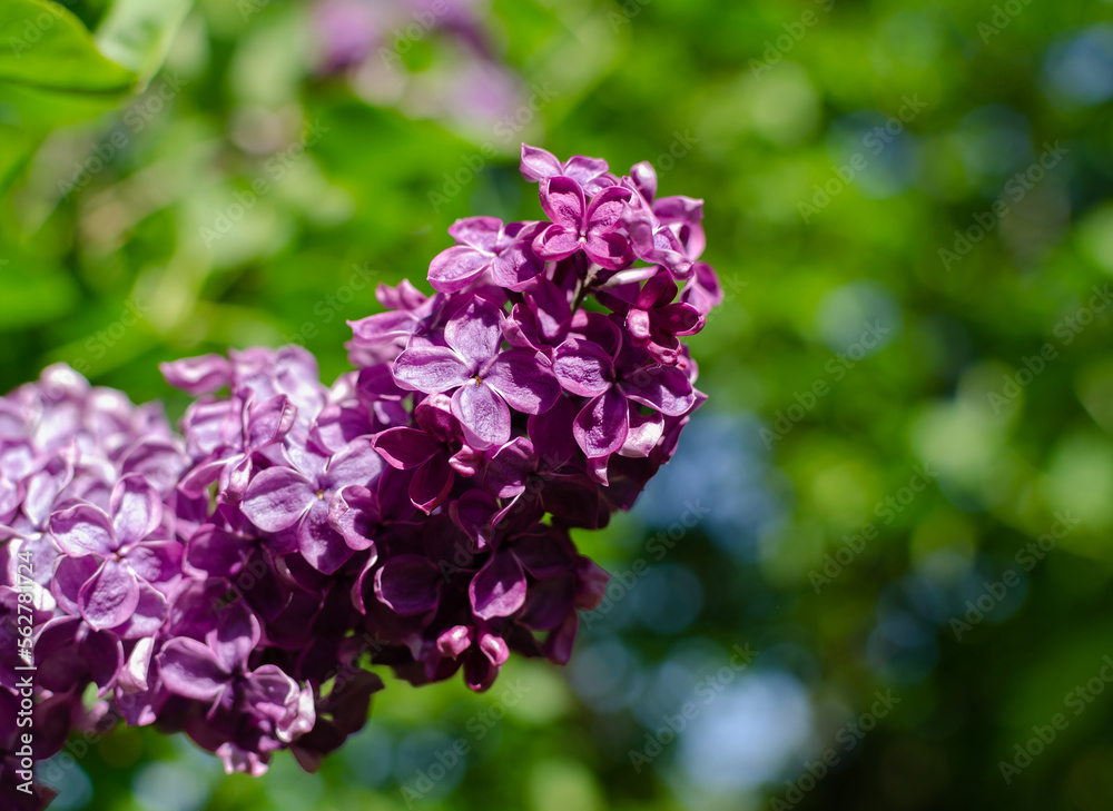 Close up of a branch of spring lilac flowers of the Syringa vulgaris (lilac) on the background Close up of a branch of spring lilac flowers of the Syringa vulgaris (lilac) on the background