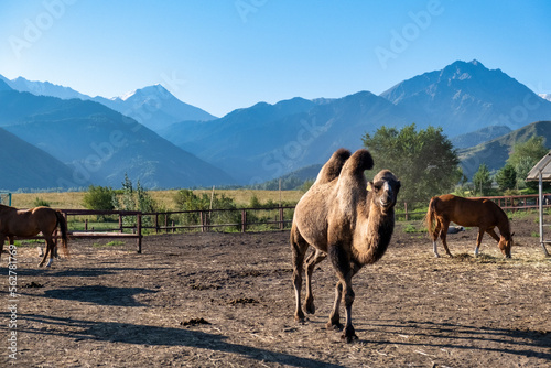 camel and horses in the farm
