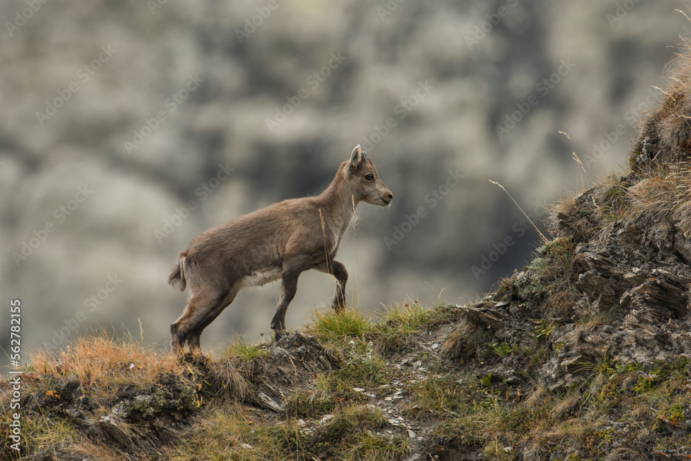 Newborn alpine ibex or mountain goat (Capra ibex) facing a steep climb on a mountain crest, Italian Alps, Monviso Natural Park. August.