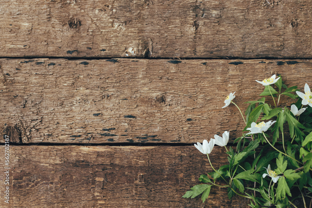 Spring flowers on rustic wooden background, flat lay. Wood anemone flowers, simple countryside banner. Space for text. Hello spring - obrazy, fototapety, plakaty 