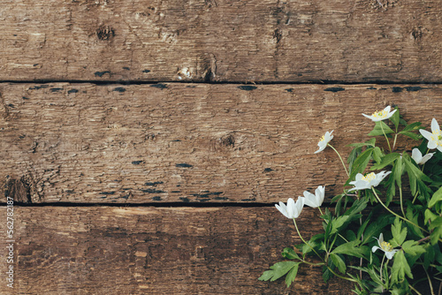Fototapeta Spring flowers on rustic wooden background, flat lay