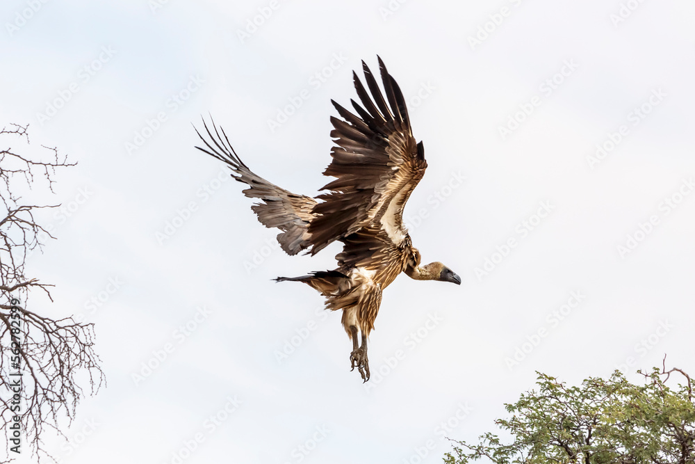 Obraz premium White backed Vulture flying isolated in white background in Kgalagadi transfrontier park, South Africa; Specie Gyps africanus family of Accipitridae