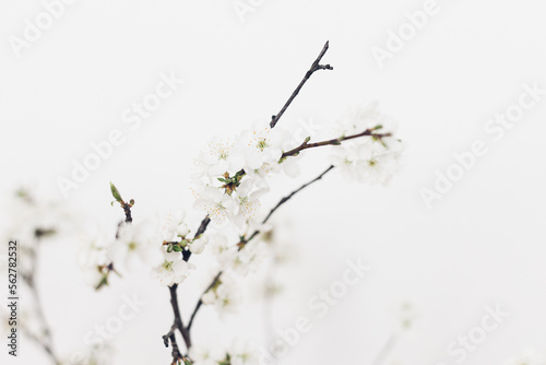 Blooming cherry branches close up against white wall. Spring flowers tender wallpaper. Space for text. Hello spring. Simple countryside living.