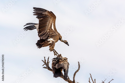 White backed Vulture landing on dead tree in Kgalagadi transfrontier park, South Africa; Specie Gyps africanus family of Accipitridae