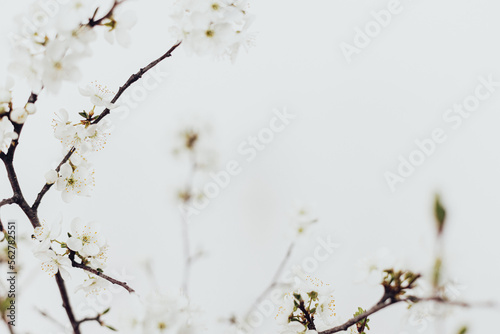 Blooming cherry branches close up against white wall. Spring flowers tender wallpaper. Space for text. Hello spring. Simple countryside living.