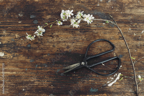 Blooming cherry branch and scissors on rustic wooden background flat lay. Spring flowers rural wallpaper. Simple countryside living, home decor. Space for text