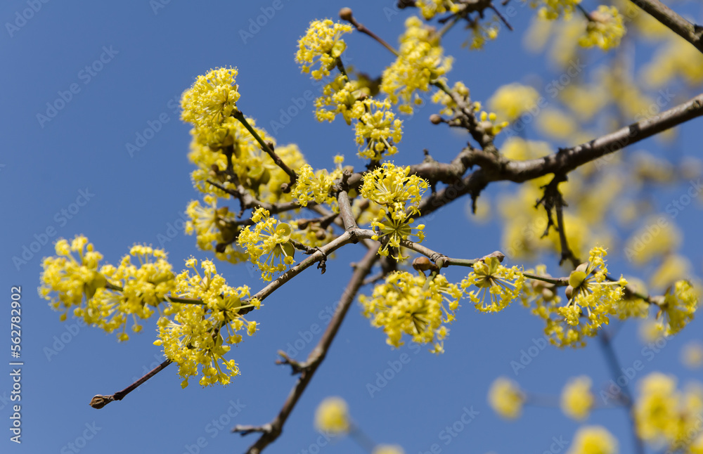 Close up of branch of spring yellow flowers of the Japanese cornelian cherry (Cornelian cherry, European cornel) against the sky Close up of branch of spring yellow flowers of the Japanese cornelian cherry (Cornelian cherry, European cornel) against the sky