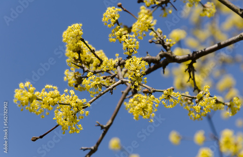 Close up of branch of spring yellow flowers of the Japanese cornelian cherry (Cornelian cherry, European cornel) against the sky © Galina Perevozova