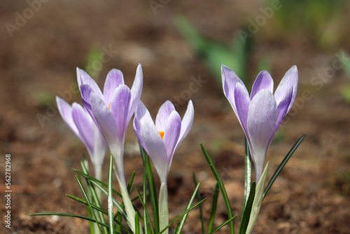Crocus flowers bloom in the spring garden. Violet saffron in sunny day