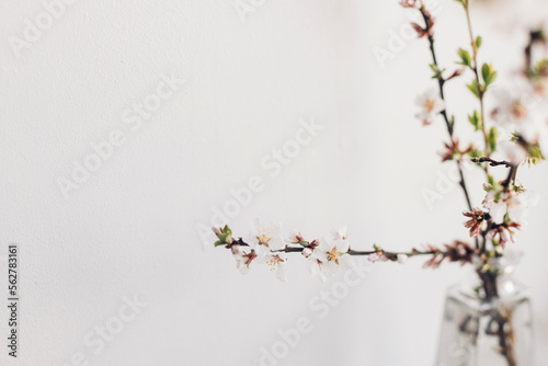 Spring flowers in glass vase still life. Blooming cherry branch against white wall. Simple countryside living, home decor. Space for text