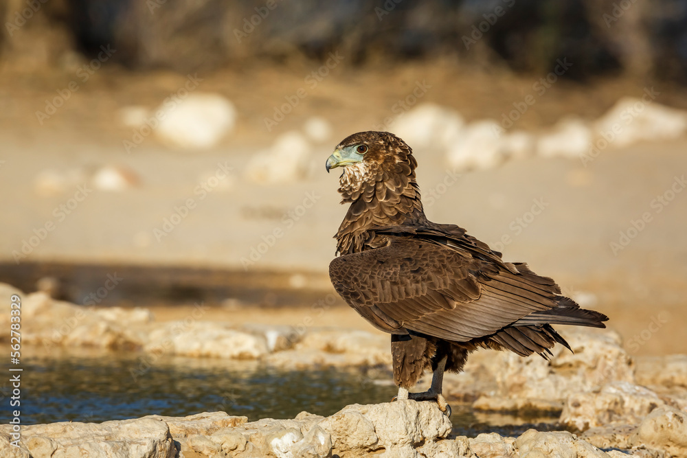 Obraz premium Bateleur Eagle juvenile standing at waterhole in Kgalagadi transfrontier park, South Africa ; Specie Terathopius ecaudatus family of Accipitridae
