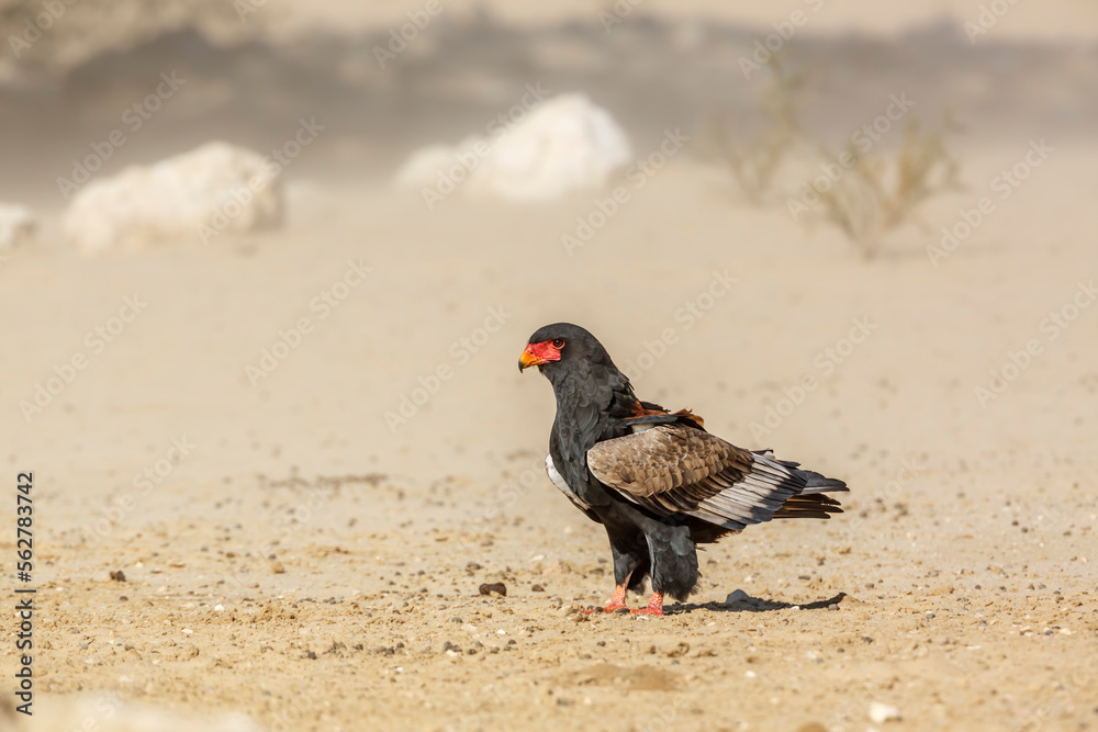 Bateleur Eagle standing in sand storm in Kgalagadi transfrontier park, South Africa ; Specie Terathopius ecaudatus family of Accipitridae Bateleur Eagle standing in sand storm in Kgalagadi transfrontier park, South Africa ; Specie Terathopius ecaudatus family of Accipitridae