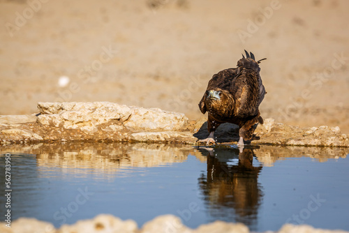 Bateleur Eagle juvenile drinking front view at waterhole in Kgalagadi transfrontier park  South Africa   Specie Terathopius ecaudatus family of Accipitridae