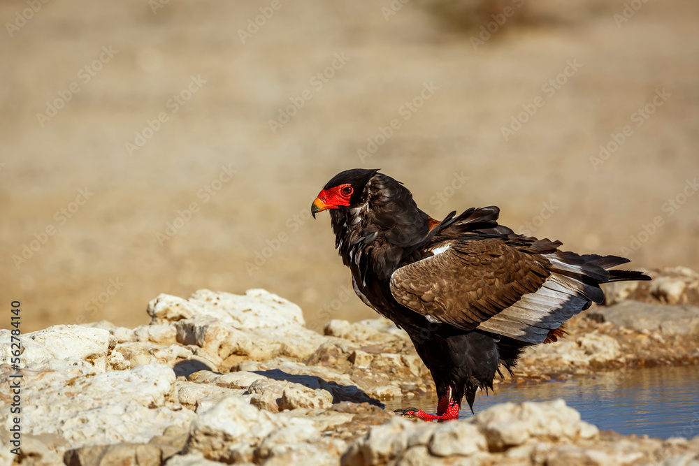 Bateleur Eagle standing at waterhole in Kgalagadi transfrontier park, South Africa ; Specie Terathopius ecaudatus family of Accipitridae Bateleur Eagle standing at waterhole in Kgalagadi transfrontier park, South Africa ; Specie Terathopius ecaudatus family of Accipitridae