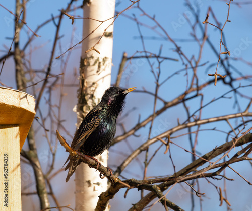 A singing starling on a birch branch .Migratory birds in spring. Bird life in early spring.