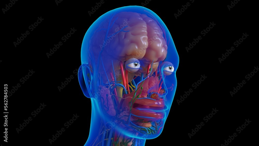 Obraz premium Human brain anatomy for medical concept 3D rendering