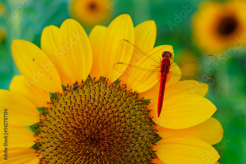 red dragonfly on sunflower spring nature background