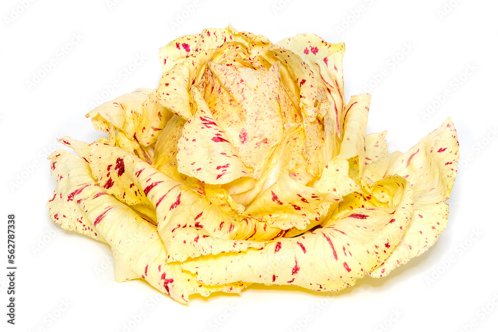 Radicchio Variegato di Castelfranco.