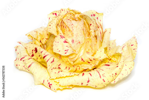 Obraz na płótnie Radicchio Variegato di Castelfranco. w salonie