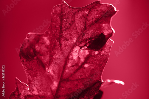 Closeup photography of oak textured leaf,colored in trendy red. photo