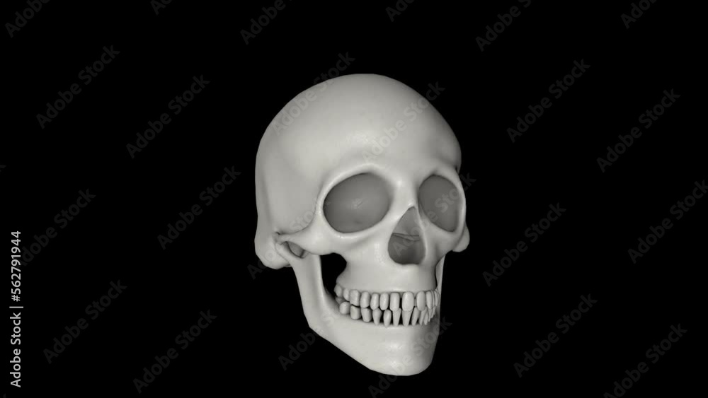 Human Skull 3D Animation Transparent Alpha Video Human Skull 3D Animation Transparent Alpha Video