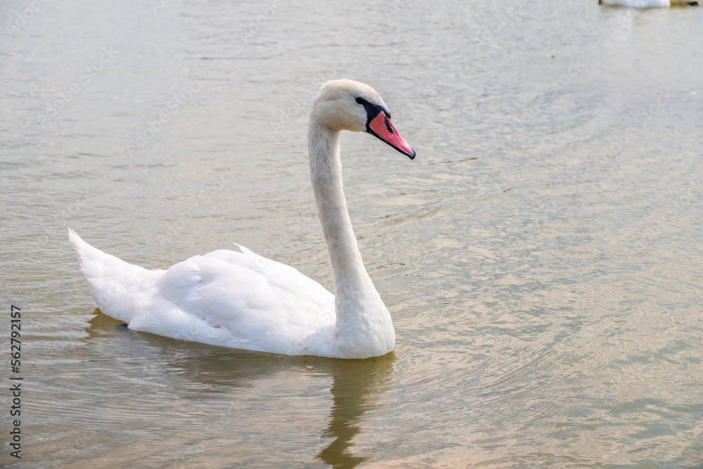Graceful white Swan swimming in the lake, swans in the wild. Portrait of a white swan swimming on a lake. Graceful white Swan swimming in the lake, swans in the wild. Portrait of a white swan swimming on a lake.