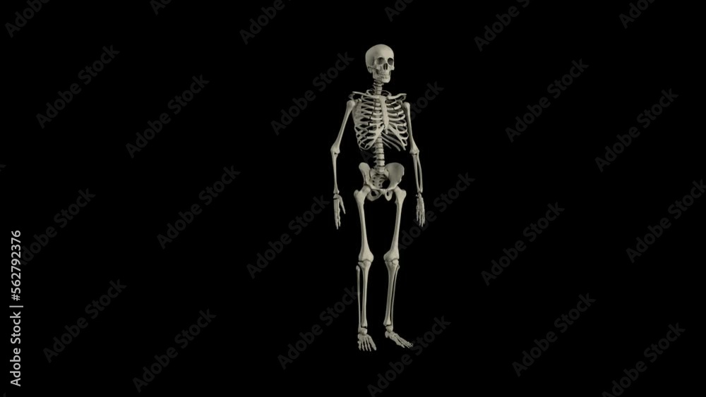 Human Skeleton Transforming Animation Transparent Alpha Video Human Skeleton Transforming Animation Transparent Alpha Video