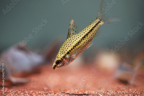 Spotted Headstander (Chilodus punctatus)  photo