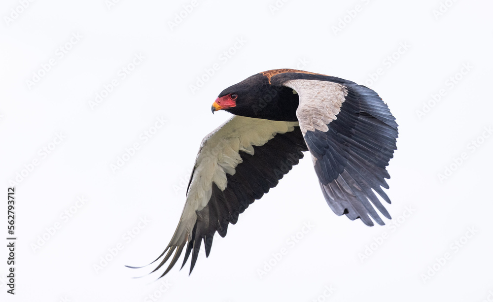 Obraz premium Different Birds including Eagles in Kenya