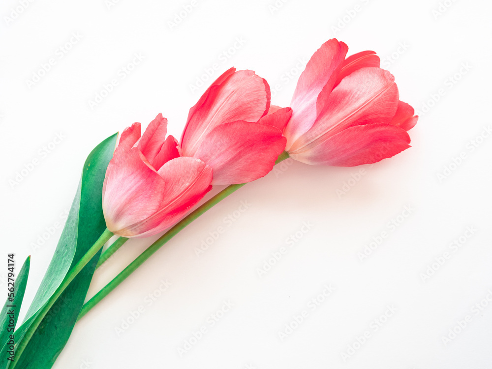 Naklejka premium Bright delicate pink spring flowers tulips on a white background with a place for text