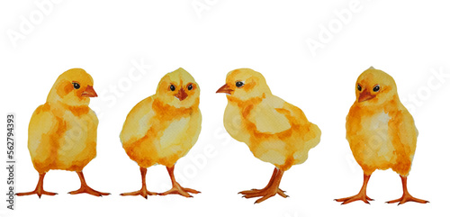 Set of four cute watercolor Easter chicken set. Funny yellow chicks illustration isolated on white background.