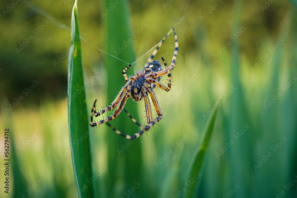 Oak-leaf spider hanging upside down on one spider silk Oak-leaf spider hanging upside down on one spider silk