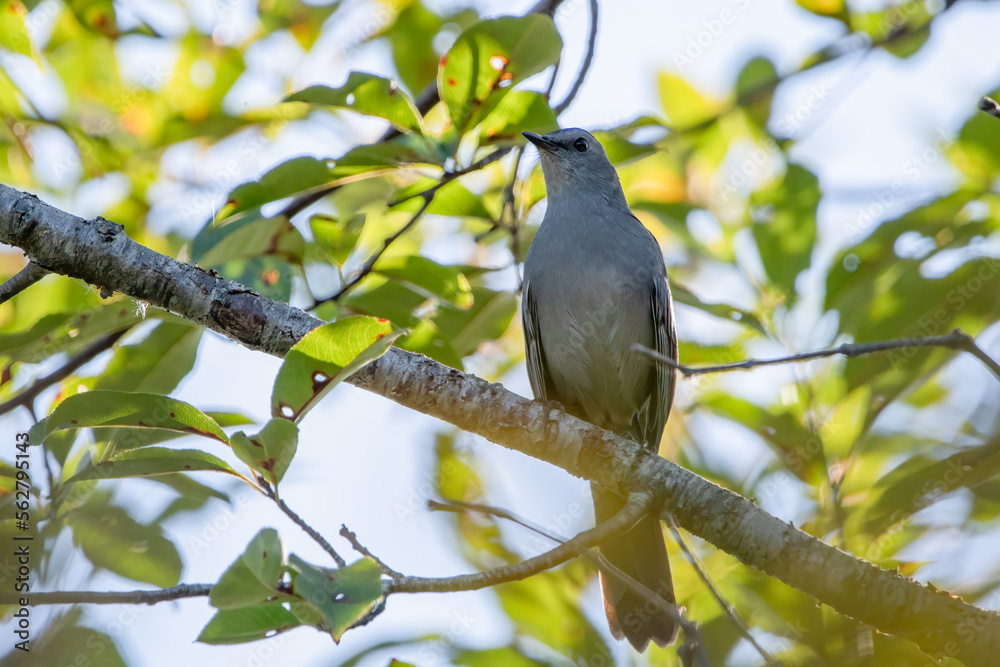 Gray Catbird perched on tree branch in sunshine