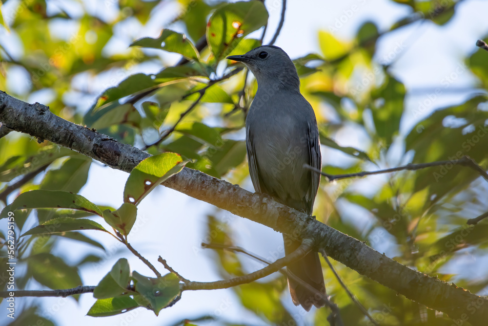 Gray Catbird perched on tree branch in sunshine Gray Catbird perched on tree branch in sunshine