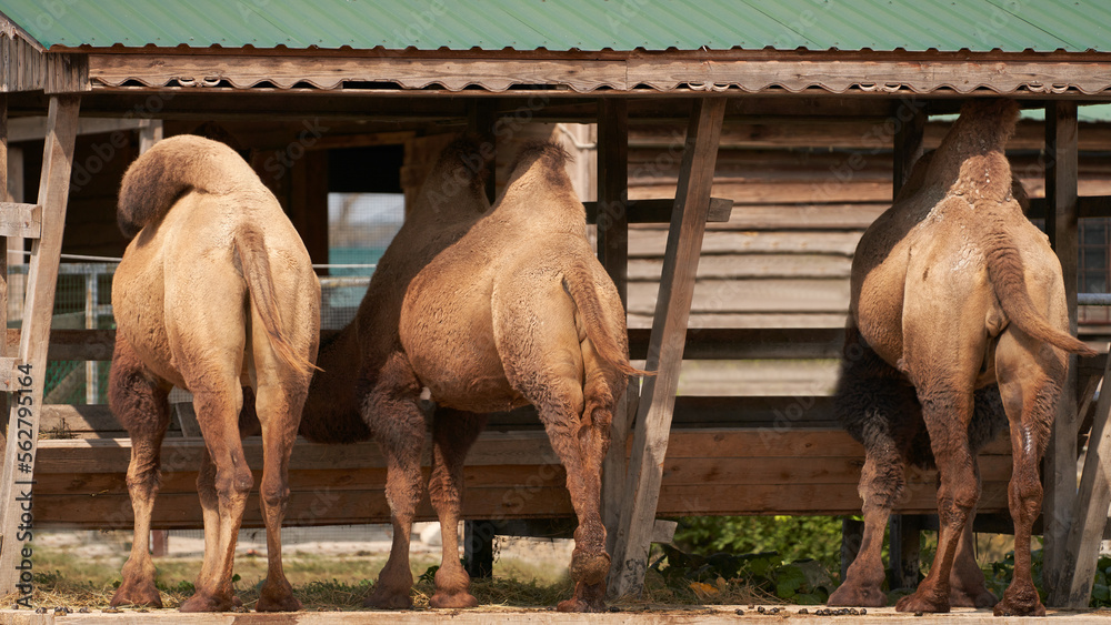 Naklejka premium Feeding hay to camels in the stall. Back view.