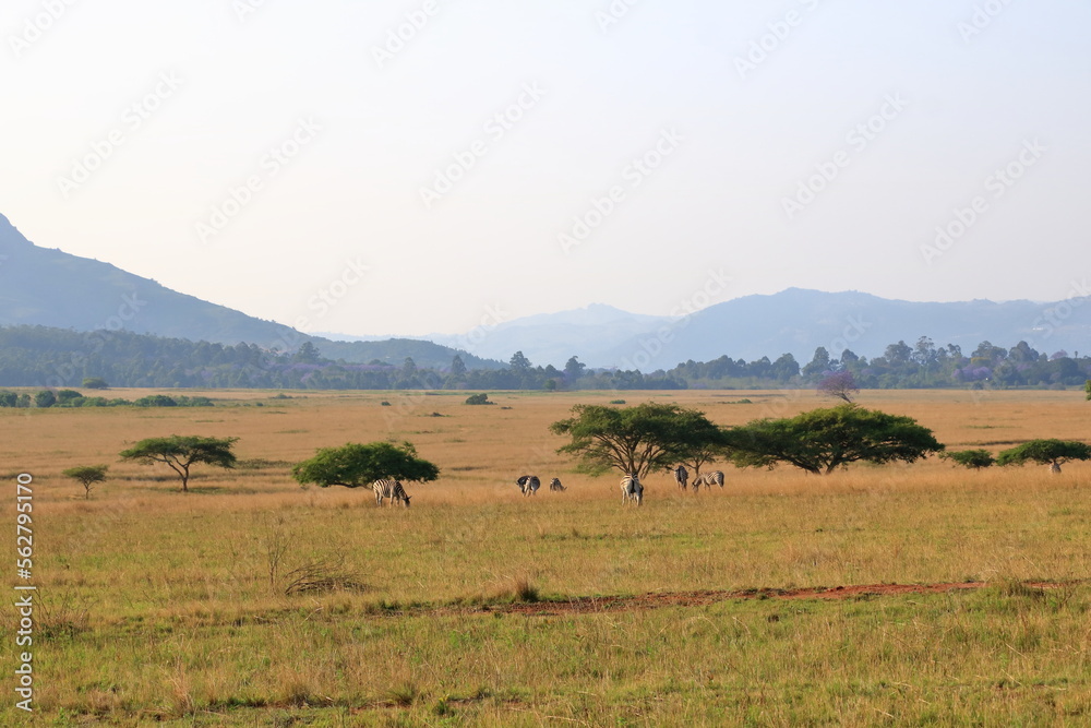 the mlilwane wildlife sanctuary in Swaziland, Eswatini the mlilwane wildlife sanctuary in Swaziland, Eswatini