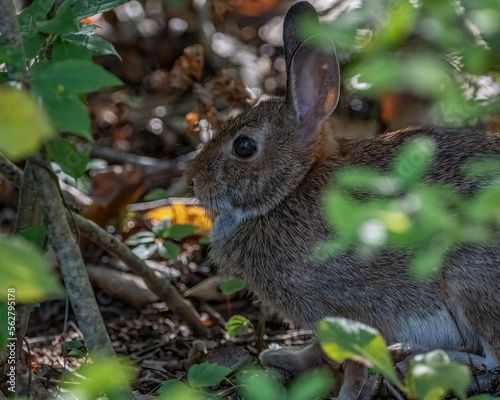 New England Cottontail Rabbit in brush.