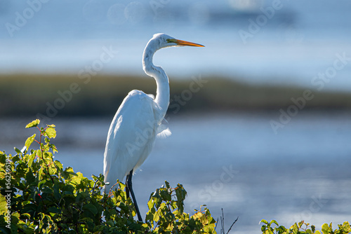 A Great Egret Perched in a tree
