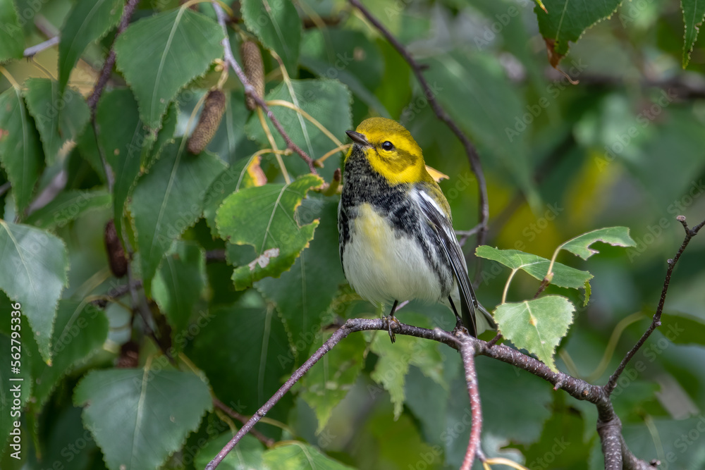 A Black Throated Green Warbler Perched on Tree Branch