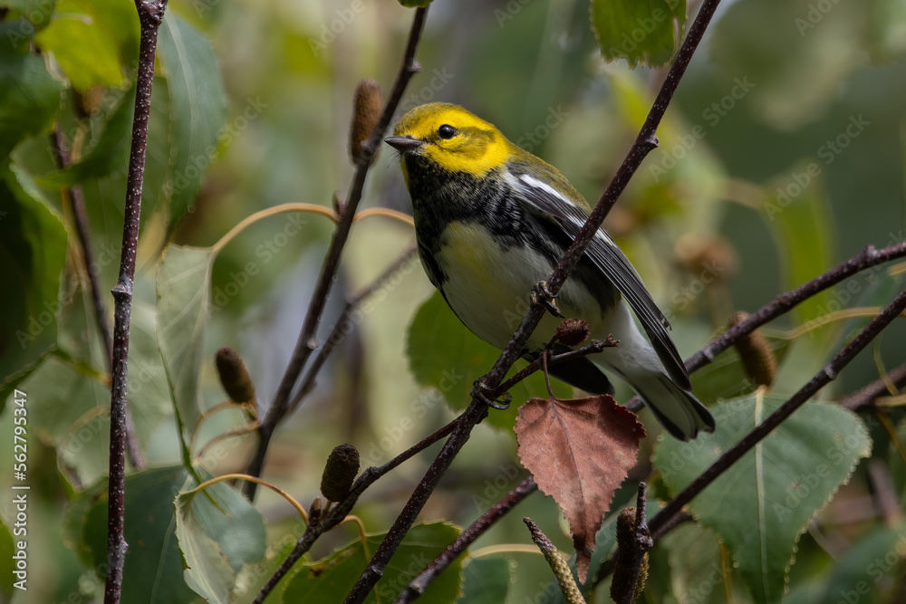 A Black Throated Green Warbler Perched on Tree Branch