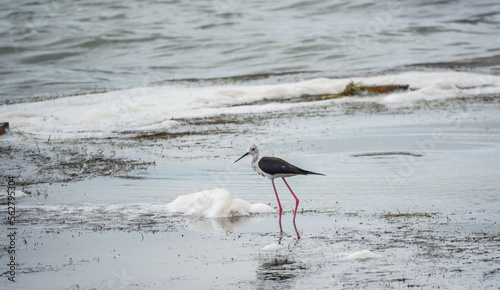 Cute water bird. Black winged Stilt feeding in the lake. Black winged Stilt, or or pied stilt, Himantopus himantopus.