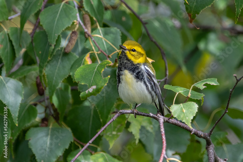 A Black Throated Green Warbler Perched on Tree Branch © Joshua