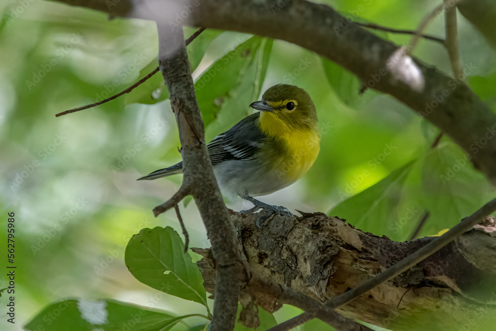 A yellow throated vireo perched on a tree branch. A yellow throated vireo perched on a tree branch.