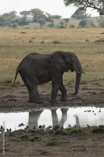 An Elephant in Tanzania