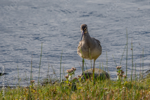 A Hudsonian Godwit on the water edge. photo