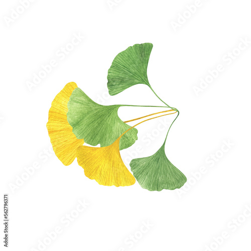 Ginkgo biloba ancient tree fan-shaped leaves branch watercolor illustration, maidenhair tree leaf healthy eco-friendly floral concept, organic plant for medicine, beauty, decor photo