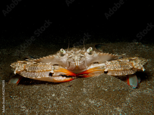 Invasive crab Portunus segnis from Cyprus photo