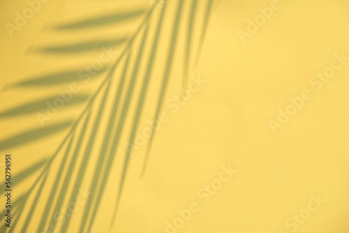 Yellow background with palm leaf shadow 