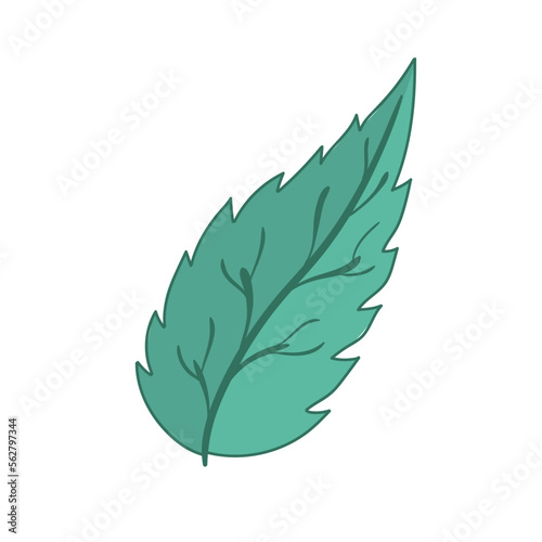 Mint leaf vector illustration. Foliage on white background. Plants, leaves, tea, peppermint, melissa, green, soothing, fragrant. Floral ornament. Plant concept